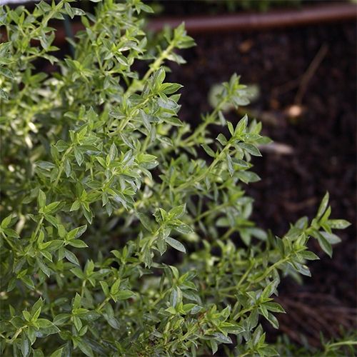 Sarriette des montagnes en botte