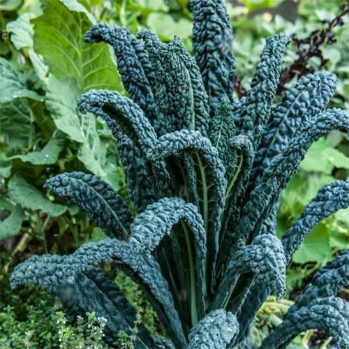 Botte de chou kale Noir de Toscane