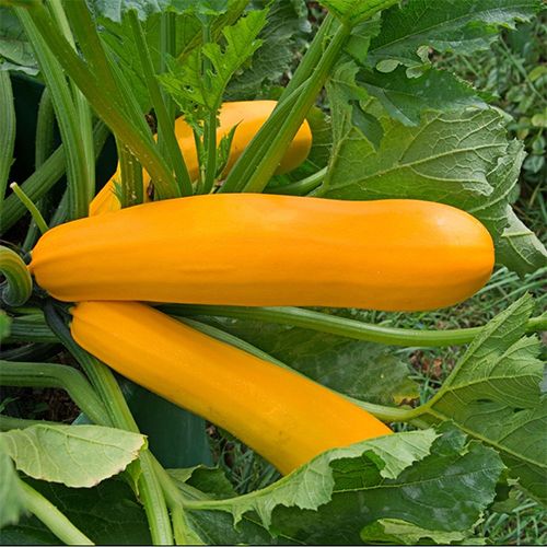 Courgettes jaunes au kg