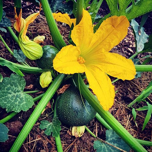 Courgettes rondes au kg