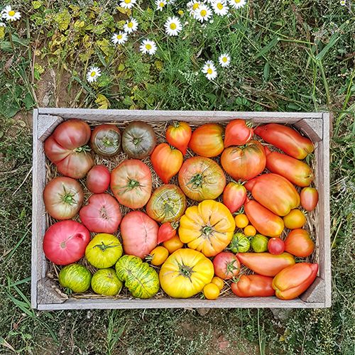 Tomates anciennes au kg