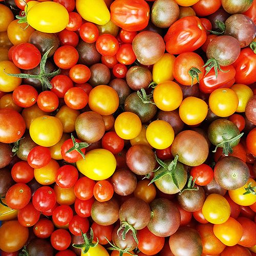 Tomates cerises mix de couleurs au kg
