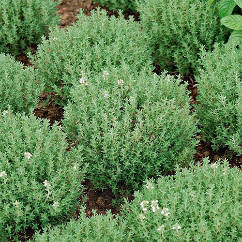 Botte de Thym citron (50g)