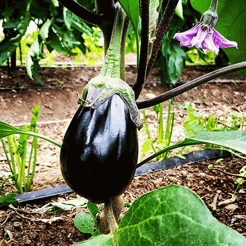 Aubergine noire au kg